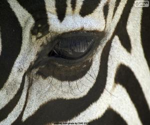 yapboz Göz Zebra